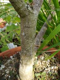 Image result for Ptaeroxylon obliquum