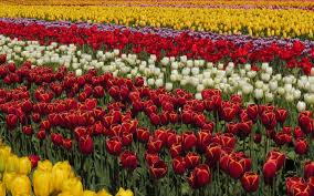 Red white and purple flowers. Wallpaper Beautiful Tulips Field Yellow Red White Purple Flowers 1920x1080 Full Hd 2k Picture Image