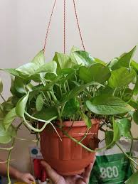 Mushola minimalis, selain tidak memakan banyak ruang di dalam rumah, juga tidak memakan banyak biaya. Teringin Nak Juga Ada Tanaman Dalam Rumah Nilah Dia Pokok Paling Senang Jaga Keluarga