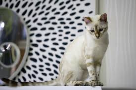 See more ideas about white cats, cats, white cat. Bengal Cat Baby Cats White Free Photo On Pixabay