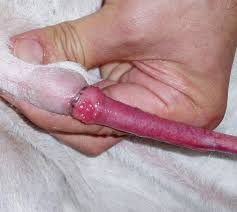 Image result for balanoposthitis