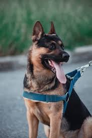Barking, lunging, snapping, snarling and growling are part of the constellation. When German Shepherd Start Barking Neeness