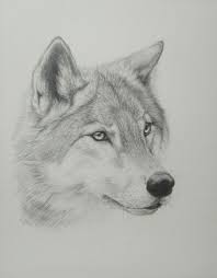 Check spelling or type a new query. Realistic Wolf Drawings Step By Step Novocom Top