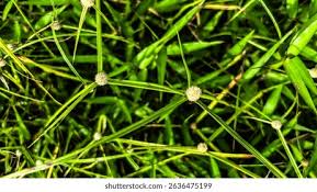 Image result for Kyllinga stenophylla