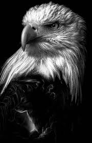 Black And White Eagle Tattoo Pin De Lawjiajun Em Nature Tattoos Em 2020 Aguia Careca Tatuagem De Animais Tatuagem Aguia