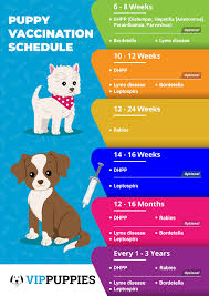 When do puppies get their first shots? Vaccination Schedule For A Healthy Puppy Vip Puppies