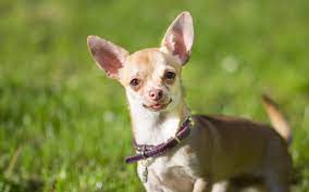 Chihuahua Dog Breed Profile And Information Dog Breeds Best Dog Breeds Dog Competitions