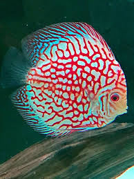 Pin By Rita Bubb Edwards On Discus Discus Fish Aquarium Fish Tank Betta Fish