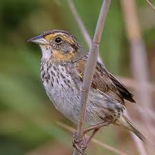 Image result for Anisopappus paucidentatus