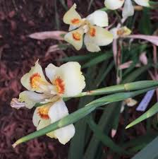 Image result for Dietes flavida