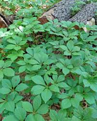 But did you check ebay? Virginia Creeper Parthenocissus Quinquefolia Wisconsin Horticulture
