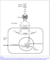 The Complete Hypothyroidism User Guide For Patients Thyroid Thyroid Anatomy Thyroid Hormone