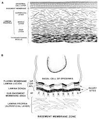 Quickly memorize the terms, phrases and much more. A Structure Of The Vocal Fold Not Drawn To Scale The Basement Download Scientific Diagram