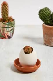@urbanoutfitterseu tap view shop to shop our instagram! Eggling Cactus Crack And Grow Kit Urban Outfitters Uk