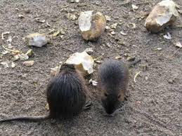 Immer wieder hört man, dass man mit hausmitteln ratten vertreiben kann. Rattengift Rattenkoder Rattenfallen Rattenbekampfung