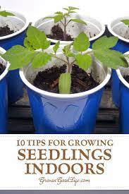 10 Steps To Starting Seedlings Indoors Seedlings Indoors Growing Seedlings Organic Vegetable Garden