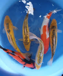 We are a local family owned and operated pet retailer located in lynchburg, va. Japan Koi Store Aquatic Pet Shop Mannersdorf Am Leithagebirge 690 Photos Facebook