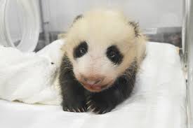 Get it as soon as thu, jun 3. Baby Panda At Japanese Zoo Opens Eyes For 1st Time Public Invited To Suggest Names The Mainichi