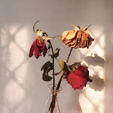 A Wilting Rose Flower Aesthetic Wilted Rose Wilted Flowers