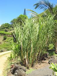 Image result for Saccharum