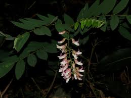 Image result for Sophora velutina