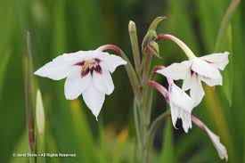 Caprifolium mill.) are arching shrubs or twining vines in the family caprifoliaceae, native to northern latitudes in north america and eurasia. White Flowers For Sweet Perfume Janet Davis Explores Colour