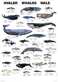 Accessories Marine Life Charts From Scandinavian Fishing