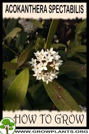 Image result for Acokanthera