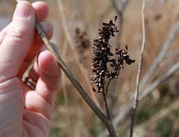 Image result for Oxygonum fruticosum