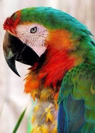 Bird Crying Like A Baby Video Parrot Parrottips Uccelli Esotici Uccelli Selvatici Uccelli Multicolore
