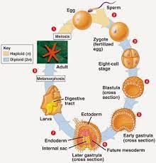Life Cycle Starfish Diagram Printable Diagram Diagram Starfish Life Cycles