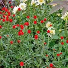 Image result for Gomphrena globosa