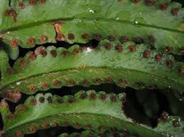 Image result for Nephrolepis undulata