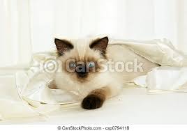 They are just contented sitting on a chair, enjoying the serenity of their environment. Cat In Cloth Close Up Shot Of Seal Point Himalayan Kitten With Round Blue Eyes Wrapped In Satin Canstock