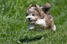 Flying Havanese Puppy Havanese Puppies Puppies That Stay Small Forever Puppy