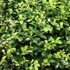 Image result for Eugenia