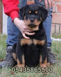 Macar Rottweiler Yavrulari Goruntuler Ile Rottweiler