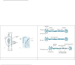 To recognize the principal features of the brainstem that are visible with the unaided eye, including the general location of cranial nerve nuclei and the. Afifi Bergman Functional Neuroanatomy Pdf Txt