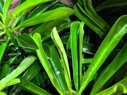 Image result for Euphorbia dedzana