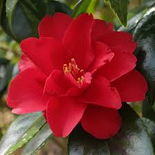 We did not find results for: Camellia Wildfire