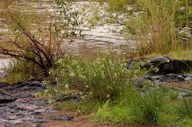 Image result for Kanahia laniflora