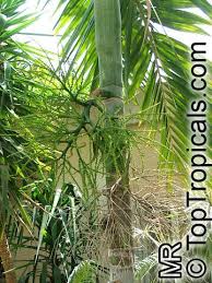 Image result for Ptychosperma elegans