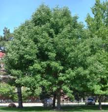 Image result for Fraxinus americana