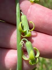 Image result for Dipcadi marlothii