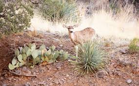 Image result for Beige Antelope 1983 Fleet