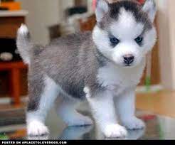 54 Cute Husky Puppies Ideas Husky Puppy Puppies Cute Husky