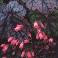 Image result for Heuchera Metallica