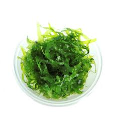 Image result for Lomariopsis