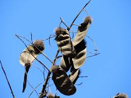 Image result for Centrolobium robustum