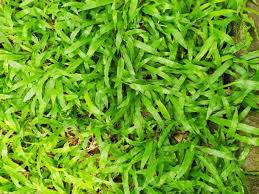 Image result for Axonopus